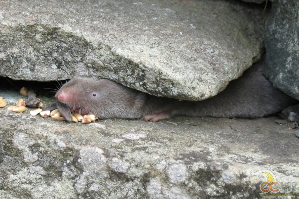 Between a rock and a hard place Between a rock and a hard place